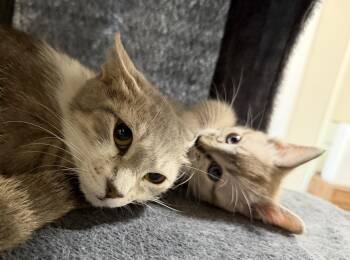 Snow White -  Domestic Short Hair Cat for Adoption in The Woodlands, Texas - Snow White | PetCurious
