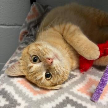 Domestic Short Hair Cats Available for Adoption - Tanji | PetCurious