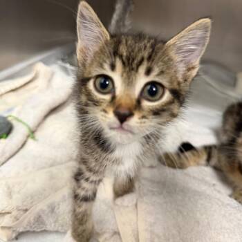 Vail -  Domestic Short Hair Cat for Adoption in Sarasota, Florida - Vail | PetCurious