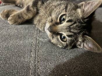 Domestic Short Hair Cats Available for Adoption - Charm | PetCurious