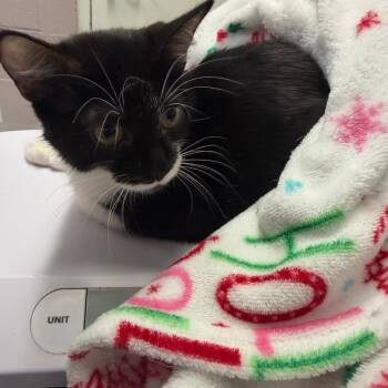 Bramble -  Domestic Short Hair Cat for Adoption in Emporia, Kansas - Bramble | PetCurious