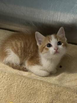 Apple Tart -  Domestic Short Hair Cat for Adoption in Kansas City, Missouri - Apple Tart | PetCurious