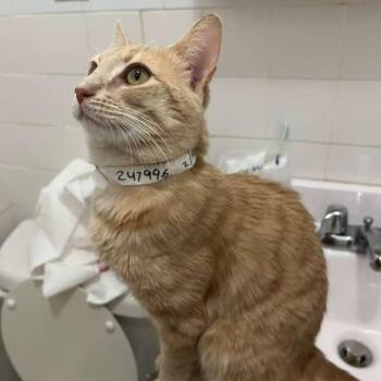 Domestic Short Hair Cats Available for Adoption - Golden | PetCurious