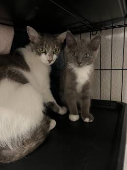 Tabby Cats Available for Adoption in Walnut Creek, California - Princess | PetCurious
