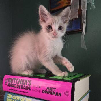 Holly Warwick -  Domestic Short Hair Cat for Adoption in Morrison, Colorado - Holly Warwick | PetCurious