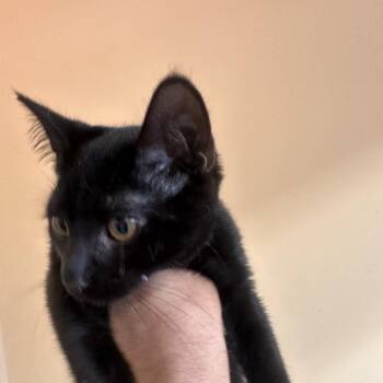 Randy -  Domestic Short Hair Cat for Adoption in Corinth, Mississippi - Randy | PetCurious