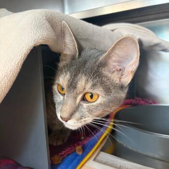 Shy -  Domestic Short Hair Cat for Adoption in Chicago, Illinois - Shy | PetCurious