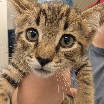Lucky -  Domestic Short Hair Cat for Adoption in Lake Panasoffkee, Florida - Lucky | PetCurious