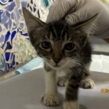 CHIPS AHOY -  Domestic Short Hair Cat for Adoption in Pensacola, Florida - CHIPS AHOY | PetCurious