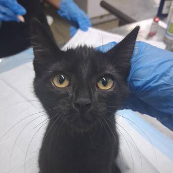 Sugar Berry -  Domestic Short Hair Cat for Adoption in Summerville, South Carolina - Sugar Berry | PetCurious