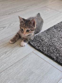 Devyn -  Domestic Short Hair Cat for Adoption in Riverside, California - Devyn | PetCurious
