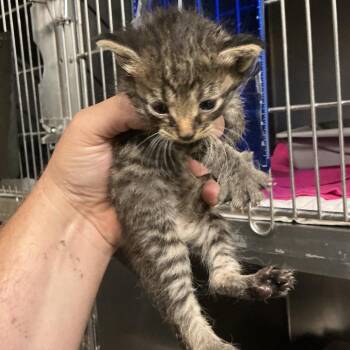 Thermal -  Domestic Short Hair Cat for Adoption in Saint Joseph, Missouri - Thermal | PetCurious