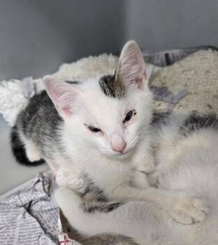 Opossum 676-26 -  Domestic Short Hair Cat for Adoption in Cumming, Georgia - Opossum 676-26 | PetCurious