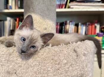 ORBIT -  Siamese Cat for Adoption in Palmdale, California - ORBIT | PetCurious