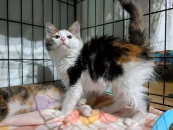 Marina -  Domestic Long Hair Cat for Adoption in Gorham, Maine - Marina | PetCurious