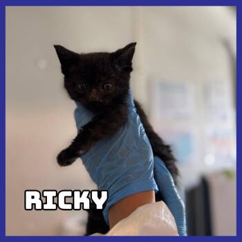 Ricky -  Domestic Short Hair Cat for Adoption in Glenwood, Minnesota - Ricky | PetCurious