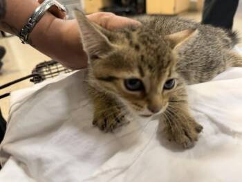LILI -  Domestic Short Hair Cat for Adoption in Doral, Florida - LILI | PetCurious