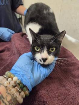 Domestic Short Hair Cats Available for Adoption - Yin-Yang | PetCurious