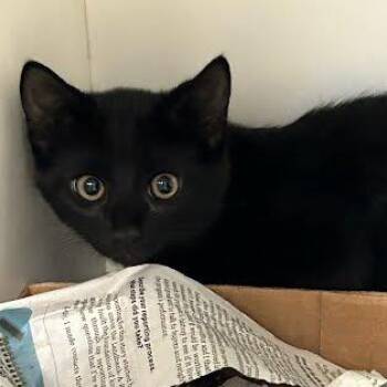 Echo -  Domestic Short Hair Cat for Adoption in Jeffersonville, Indiana - Echo | PetCurious