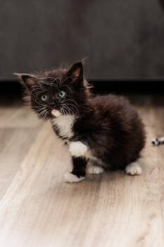 Frenzy -  Domestic Medium Hair Cat for Adoption in Gainesville, Virginia - Frenzy | PetCurious