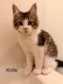Knife -  Domestic Long Hair Cat for Adoption in Gorham, Maine - Knife | PetCurious