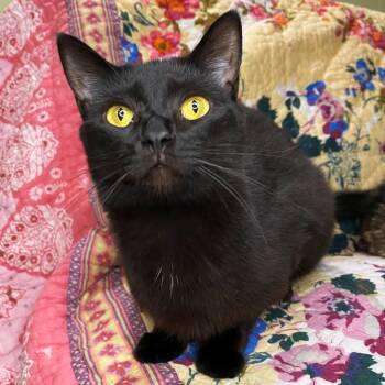 Rescue Domestic Short Hair Cats for Adoption in Bloomington, Indiana - Little Edie | PetCurious