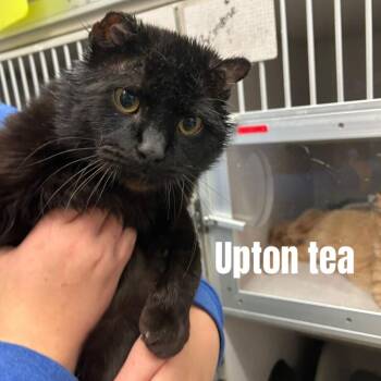 Domestic Short Hair Cats Available for Adoption - Upton Tea | PetCurious