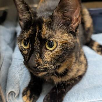 Kiwi -  Domestic Short Hair Cat for Adoption in Sonoma, California - Kiwi | PetCurious