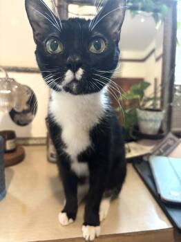 Figgy -  Domestic Short Hair Cat for Adoption in New York, New York - Figgy | PetCurious