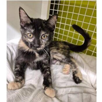 Clare and Daphne -  Tortoiseshell Cat for Adoption in Millcreek, Utah - Clare And Daphne | PetCurious