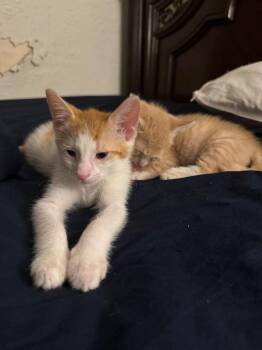 Tennessee -  Domestic Short Hair Cat for Adoption in Valley Stream, New York - Tennessee | PetCurious