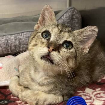 Rescue Domestic Short Hair Cats for Adoption in Los Angeles, California - Sandman | PetCurious
