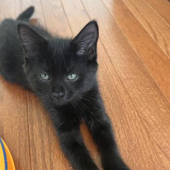 Lola -  Domestic Short Hair Cat for Adoption in Fairfax Station, Virginia - Lola | PetCurious