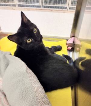 Rescue Domestic Short Hair Cats for Adoption in Pocatello, Idaho - Little Wobbles 45511 | PetCurious