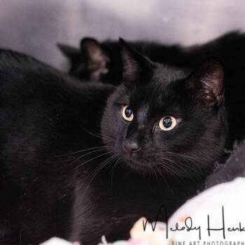 Rescue Domestic Short Hair Cats for Adoption in Brockton, Massachusetts - Shadow | PetCurious