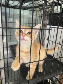 3 - Cooper -  Domestic Short Hair Cat for Adoption in Fort Worth, Texas - 3 - Cooper | PetCurious