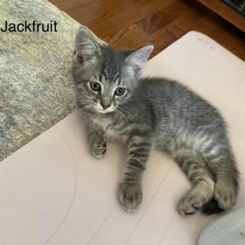 Jackfruit -  Domestic Short Hair Cat for Adoption in Wheeling, Illinois - Jackfruit | PetCurious