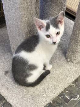 Bustafor Jones -  Domestic Short Hair Cat for Adoption in Hamburg, New York - Bustafor Jones | PetCurious