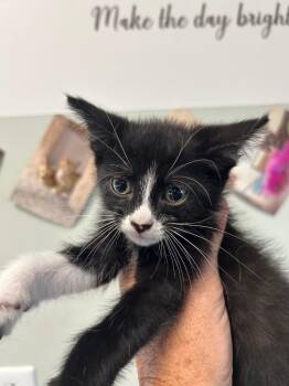 Beef Enchilada -  Domestic Short Hair Cat Available for Adoption in Gautier, Mississippi - Beef Enchilada | PetCurious