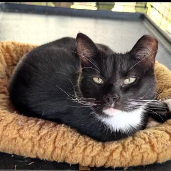 Tuxedo Cats Available for Adoption - Macie | PetCurious