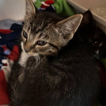 Domestic Short Hair Cats Available for Adoption in Phoenix, Arizona - Koopa Troopa | PetCurious