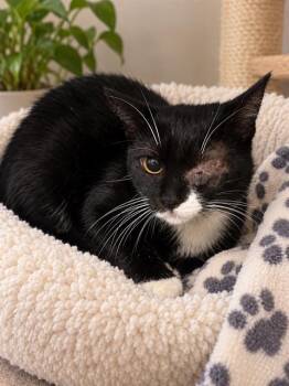 SUSHI -  Domestic Short Hair Cat for Adoption in Long Beach, California - SUSHI | PetCurious