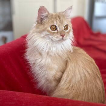 Siberian and Domestic Long Hair Cats Available for Adoption in Brampton, Ontario - Sandie- Small Size | PetCurious