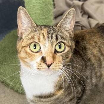 Domestic Short Hair Cats Available for Adoption - Katherine | PetCurious