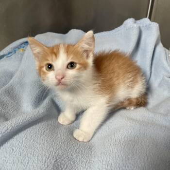Domestic Short Hair Cats Available for Adoption in Lathrop, California - Nibs | PetCurious