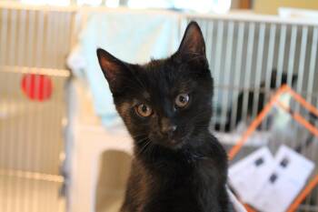 Andromeda -  Domestic Short Hair Cat for Adoption in Mccall, Idaho - Andromeda | PetCurious
