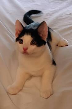 Toby -  Domestic Short Hair Cat for Adoption in Mount Pleasant, North Carolina - Toby | PetCurious