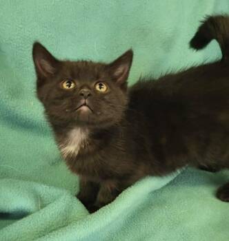 Rescue Domestic Short Hair Cats for Adoption - Noche | PetCurious