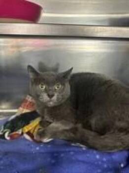 Domestic Short Hair Cats Available for Adoption - Smudge | PetCurious