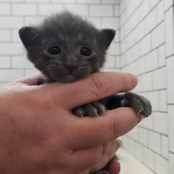 Pepper Argo -  Domestic Short Hair Cat for Adoption in Eagle Mountain, Utah - Pepper Argo | PetCurious